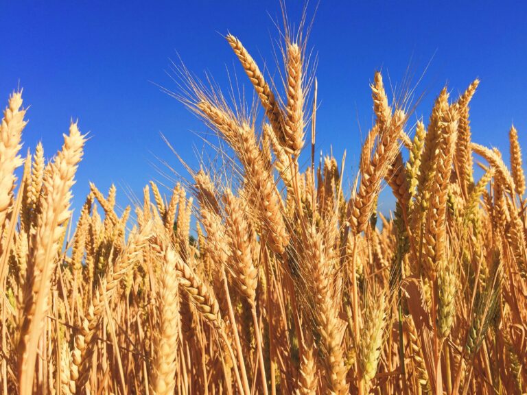 Wheat Prices in Pakistan: Factors, Production, and Market Trends